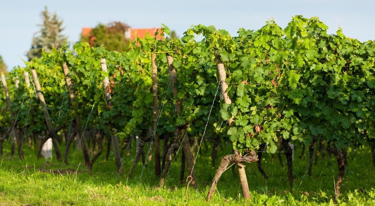 Polskie winnice ruszają na podbój rynku. Przybywa producentów, rozwija się enoturystyka