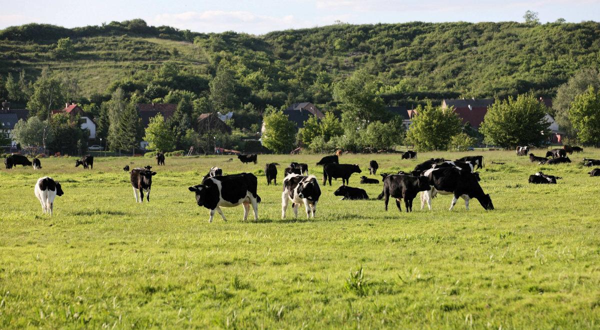 "Do przewiezienia zostało jeszcze ok. 60 byków". Dzikie krowy z Deszczna mają nowy dom