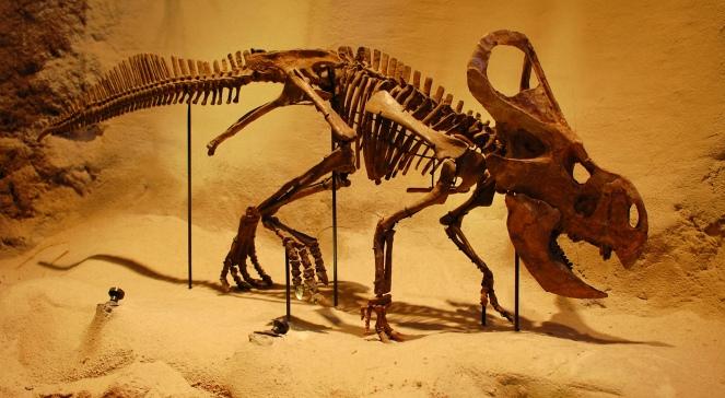 Odkrycie roku: Polacy znaleźli odcisk stopy dinozaura