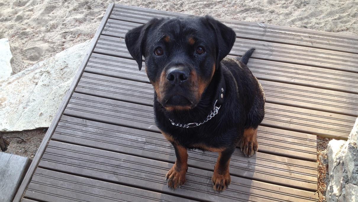 Rottweiler pogryzł na plaży 8-latka. Właścicielki psa staną przed sądem