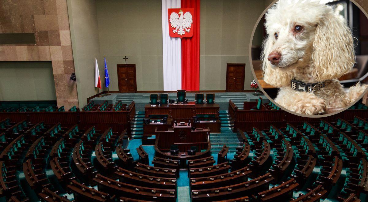 "Żeby można było wejść na teren Sejmu z psem". Priorytetowe zmiany według wicemarszałek z KO