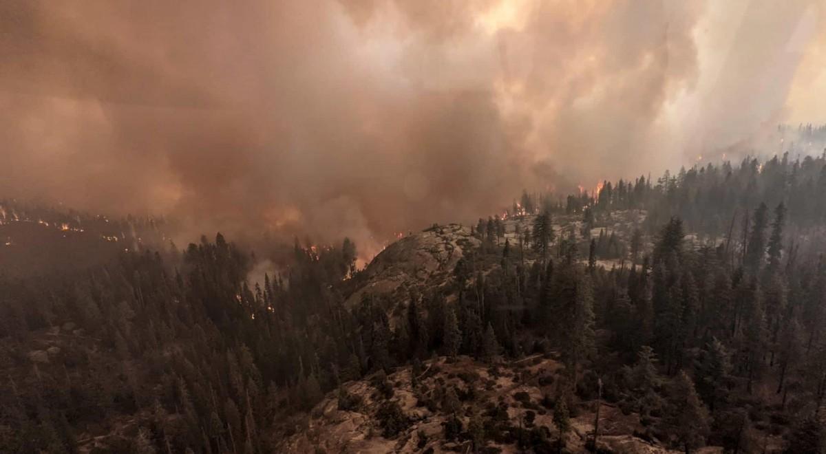 Pożary w Kalifornii. Udało się ocalić najwyższe drzewo świata