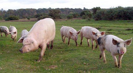 Naukowcy wyhodują świnię, która będzie dawcą organów dla człowieka