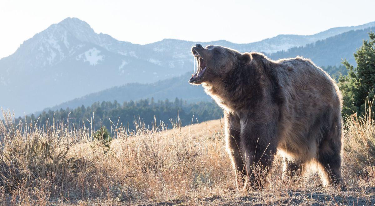 Kolejny atak niedźwiedzia w Tatrach. Turyści w strachu
