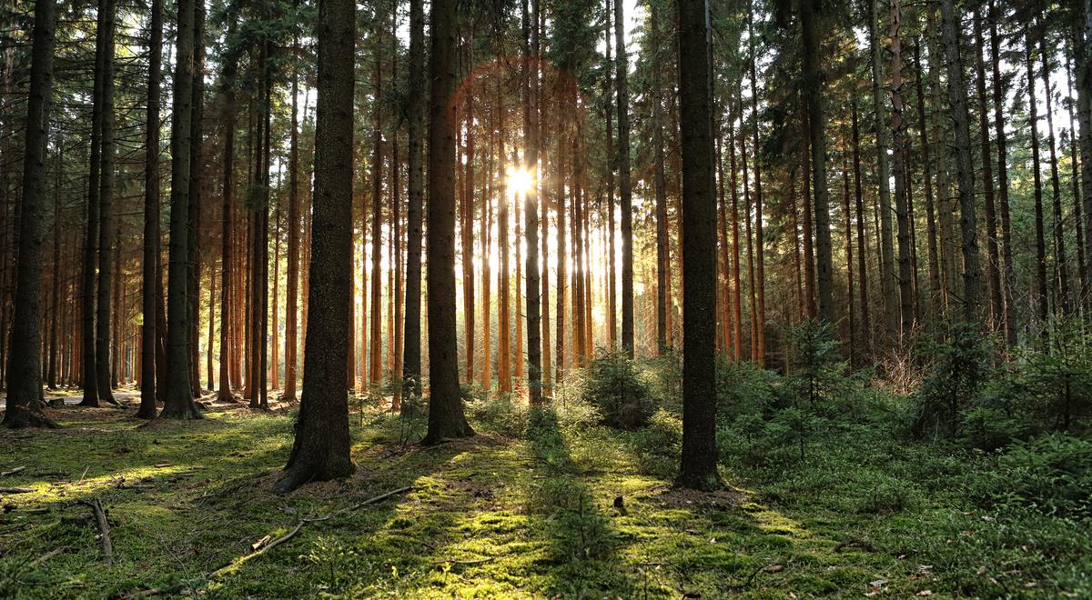 Inwestycje w prywatne lasy. Będzie można wystąpić o dofinansowanie