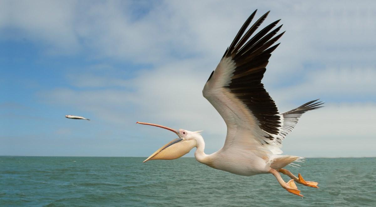 Pelikan – geniusz wśród ptaków?