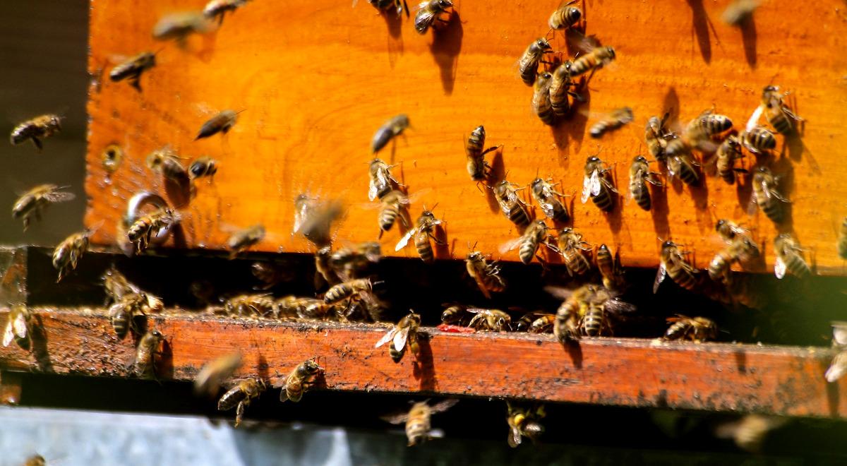 Pszczoły – najlepsi producenci naturalnych lekarstw