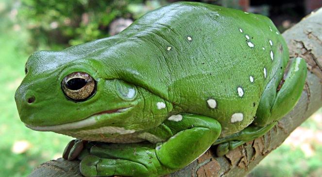 Radny z Ciechanowa ratuje żaby i ropuchy