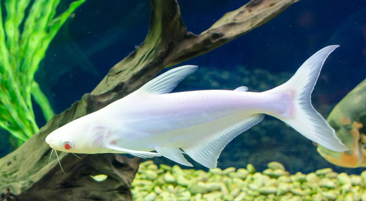 Czy wśród zwierząt mieszkających w wodzie są albinosy? 
