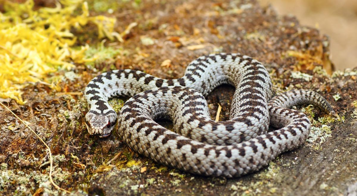 Czy jad węża może zabić innego przedstawiciela gatunku?