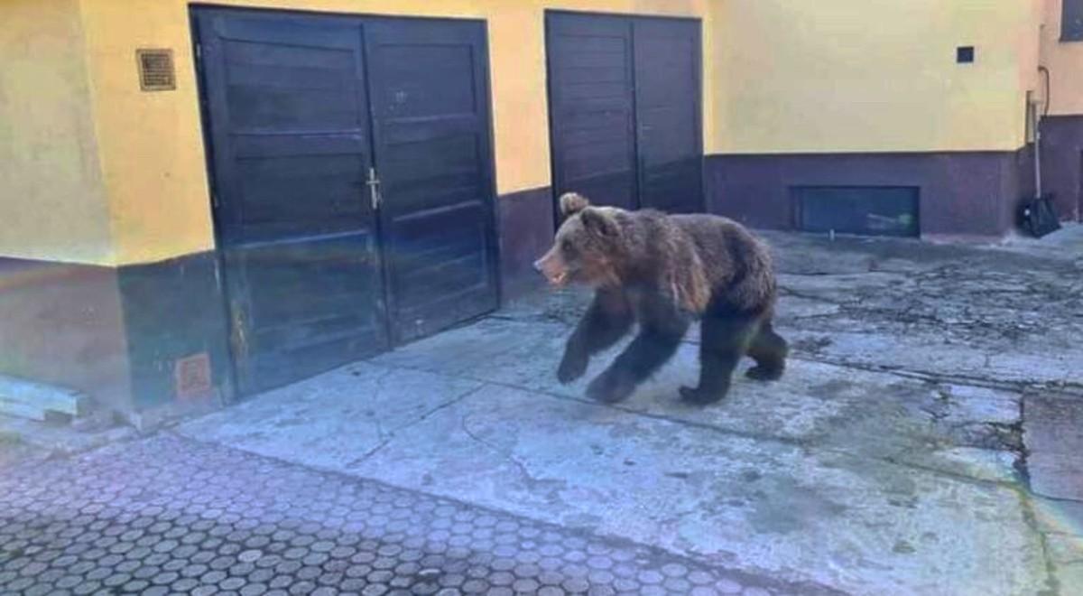 Słowacja. Odstrzelono niedźwiedzia, który atakował ludzi. Zwierzę namierzył dron