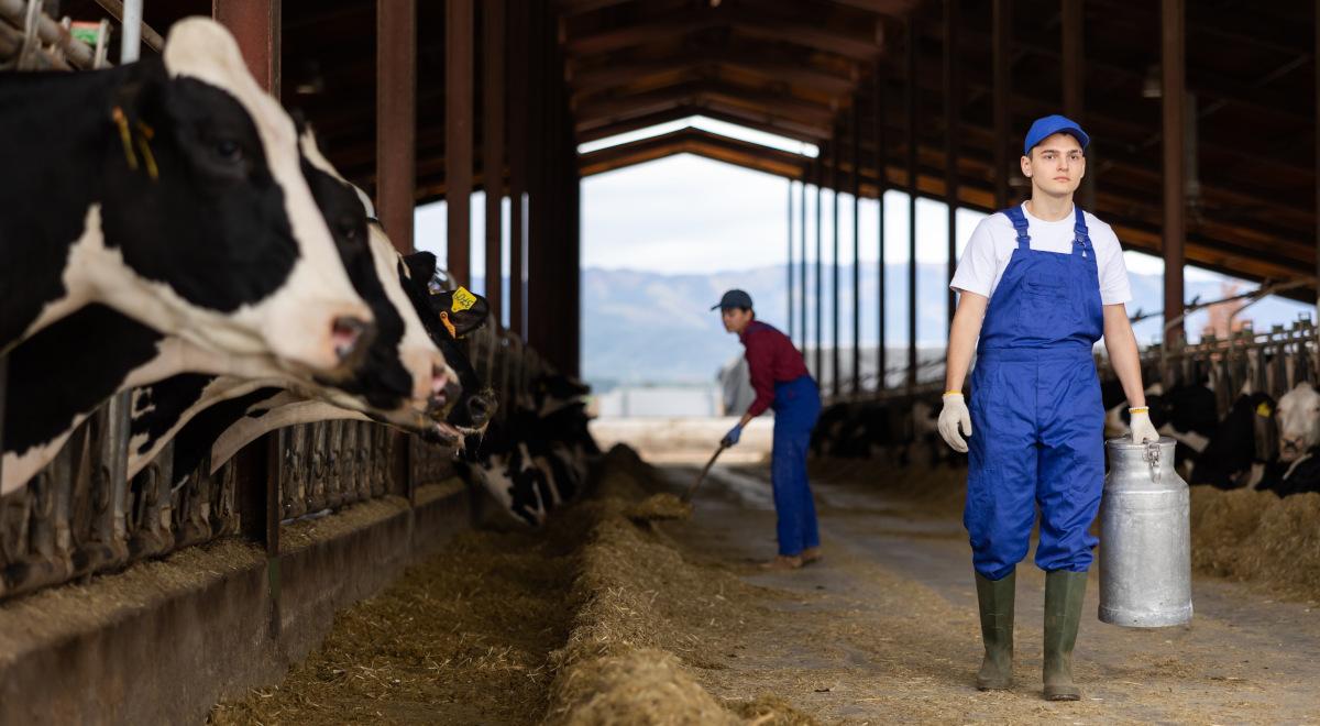 Mlekpol zmienia niekorzystne umowy z dostawcami mleka. Interwencja UOKiK przyniosła efekty