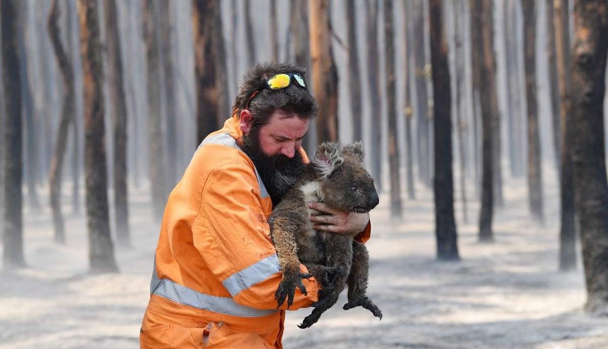 Tragiczne skutki pożarów w Australii. Deszcz przyniósł tylko chwilową ulgę