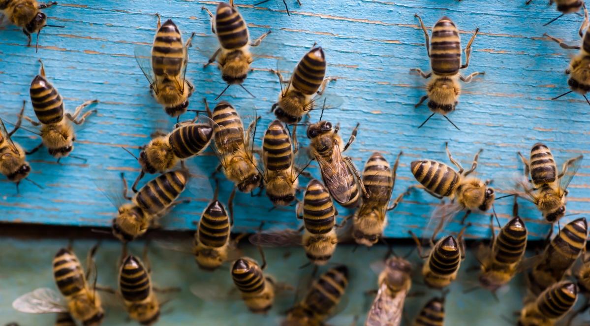 Ochrona pszczół: Polska będzie miała strategię narodową?