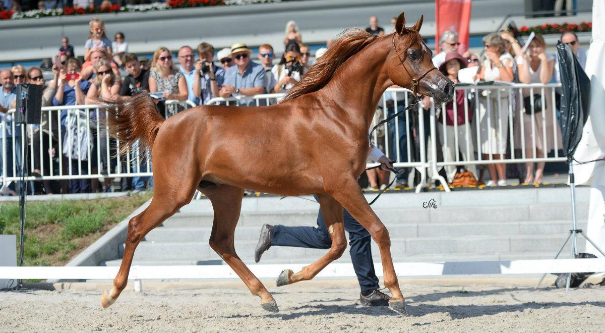 Tomasz Chalimoniuk: w 2018 roku polscy hodowcy koni osiągali sukcesy