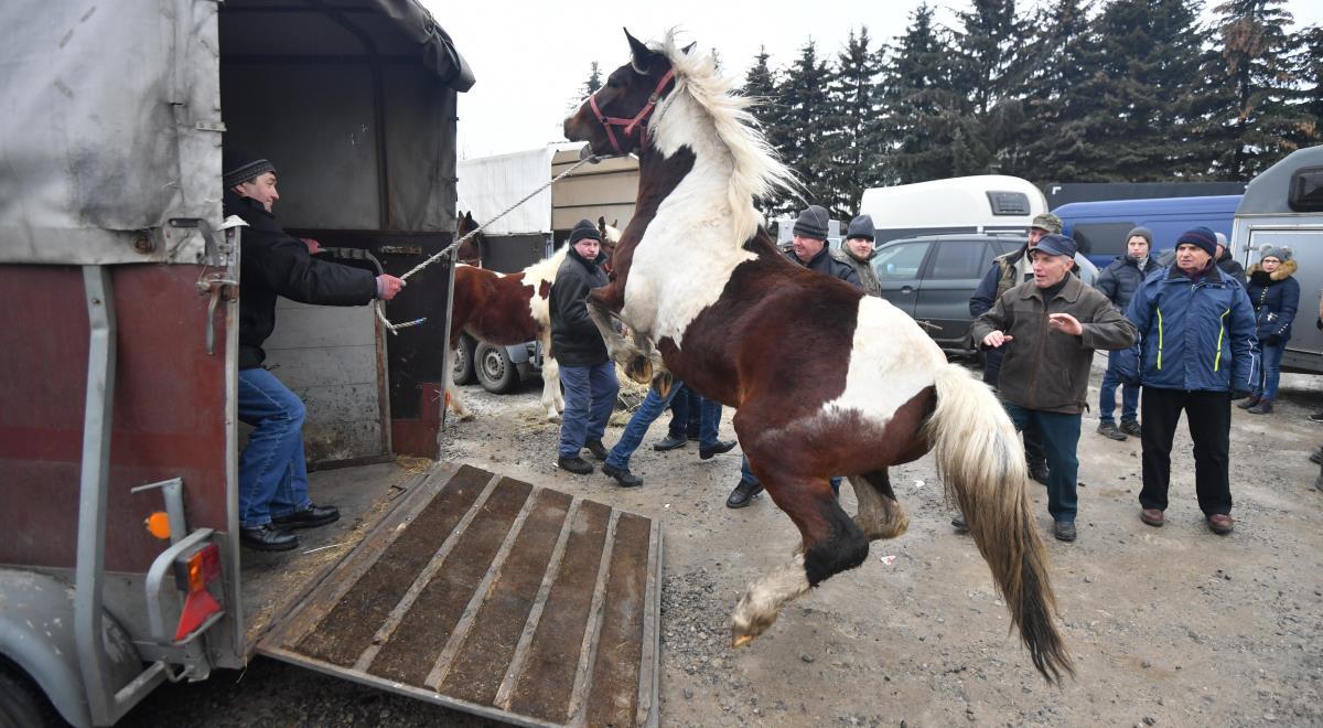 Tegoroczne targi koni w Skaryszewie pod szczególnym nadzorem. Będą kontrole
