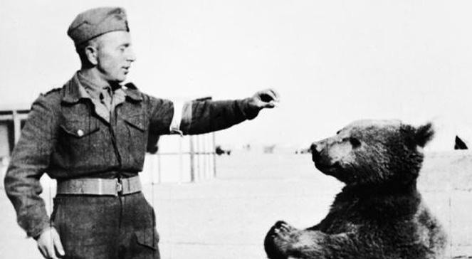 Włochy: w Cassino stanie pomnik niedźwiedzia Wojtka