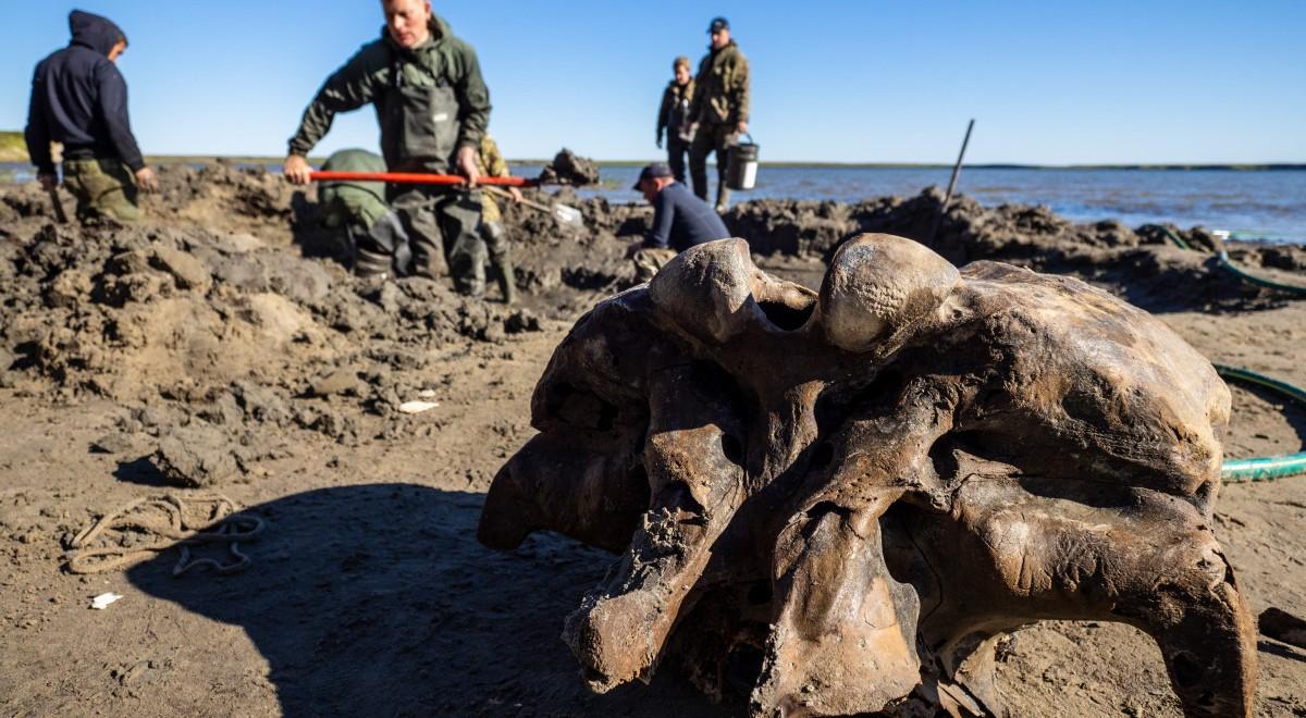 Historyczne znalezisko na Syberii. Bardzo dobrze zachowane szczątki mamuta
