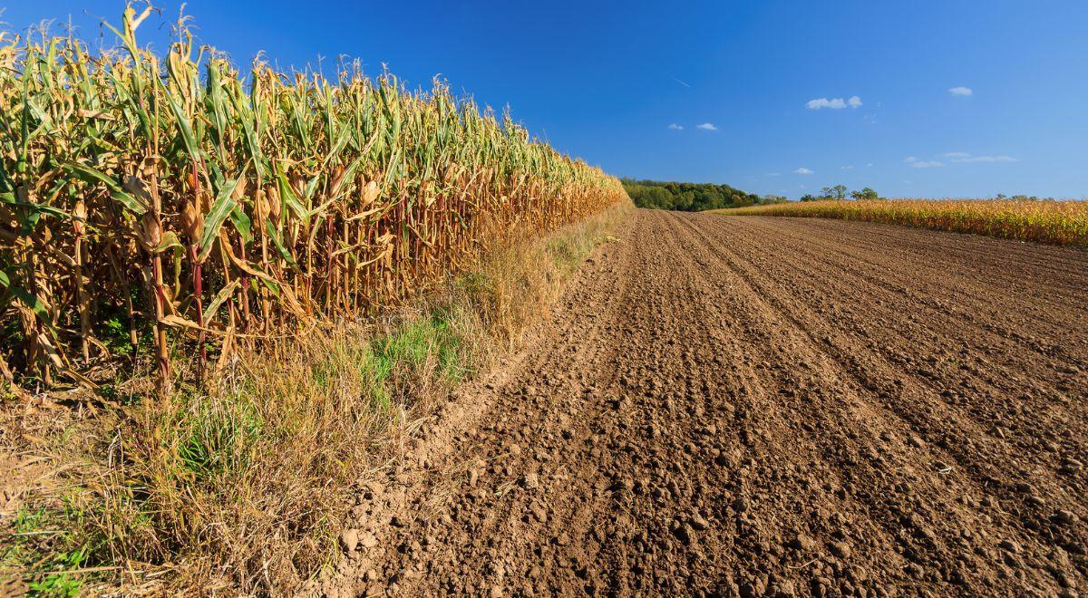 KE przyjęła pomoc dla polskich producentów kukurydzy. Wojciechowski: skala pomocy jest naprawdę ogromna