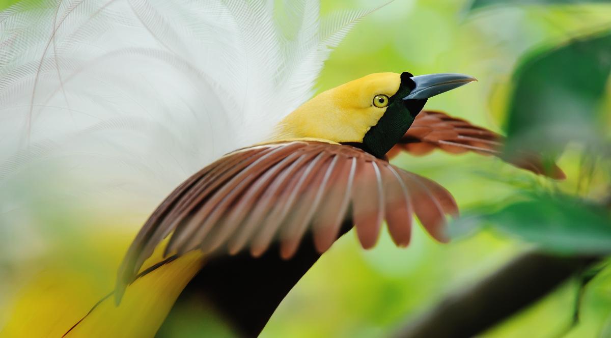 Cudowronki – ptaki o rajskiej urodzie