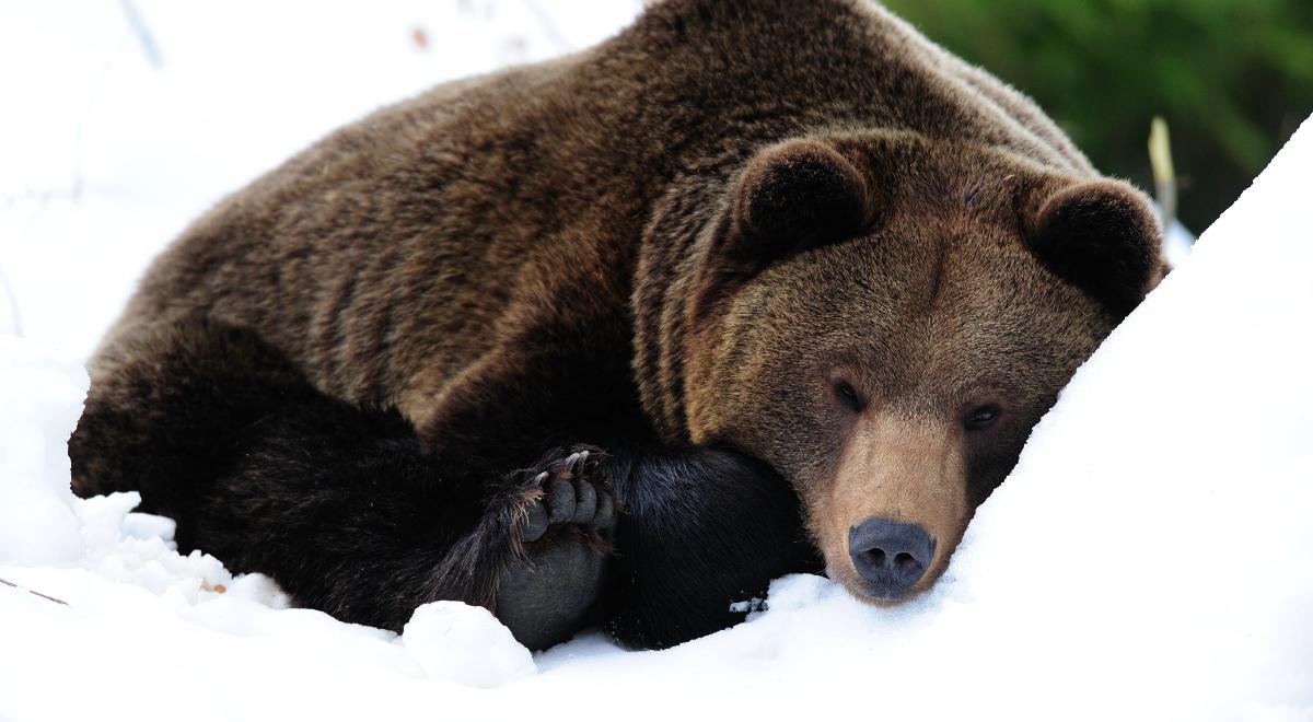 Czy niedźwiedź w czasie hibernacji wyłącznie śpi?