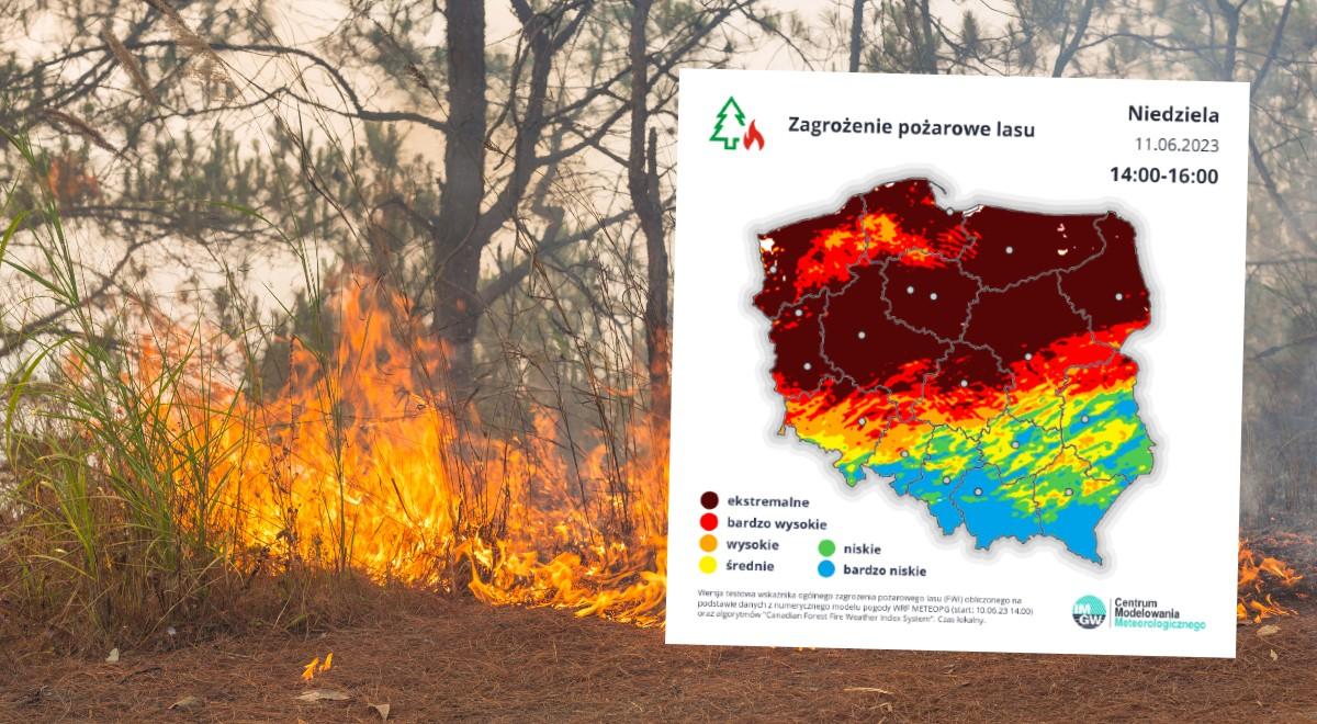RCB alarmuje: ekstremalne zagrożenie pożarowe w lasach. Alerty w kilku regionach kraju