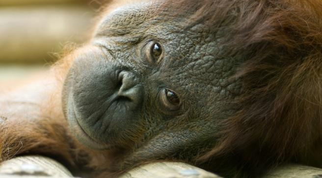 Orangutan na odwyku. Musi rzucić palenie
