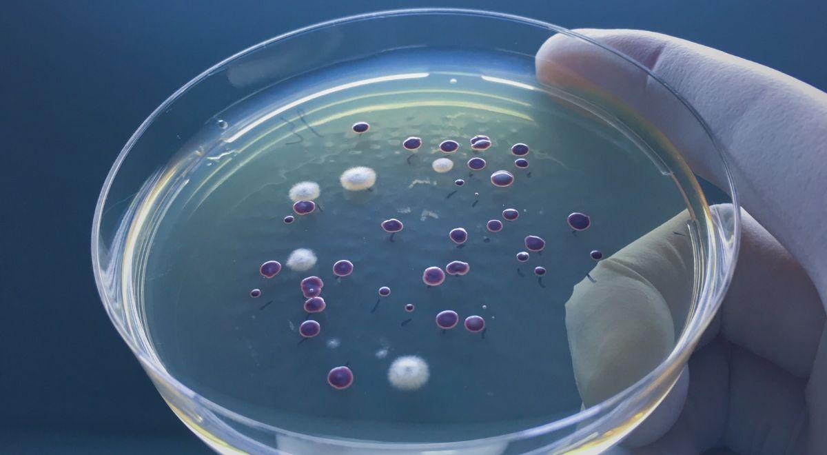 Naukowcy stworzyli "bakterie-cyborgi". "Mogą atakować komórki nowotworowe"