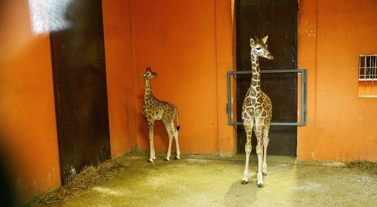 W Chorzowskim zoo urodziła się żyrafa. Czekano na to latami