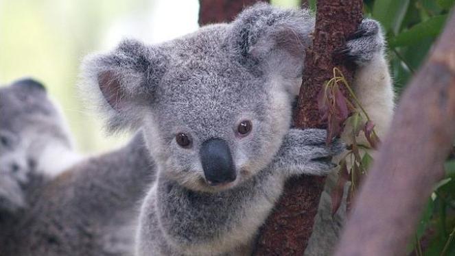 Dlaczego koala przytula się do drzewa?